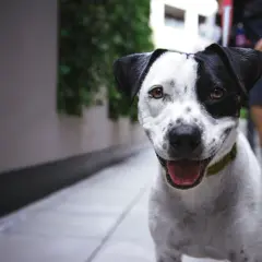 VIP Pets: Jak wybrać idealnego pieska? Poradnik dla rodziców
