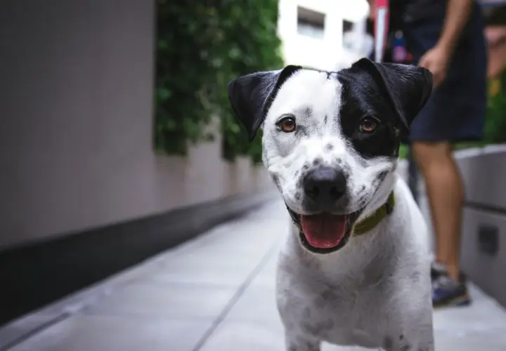 VIP Pets: Jak wybrać idealnego pieska? Poradnik dla rodziców