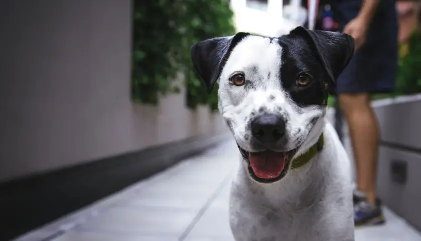 VIP Pets: Jak wybrać idealnego pieska? Poradnik dla rodziców