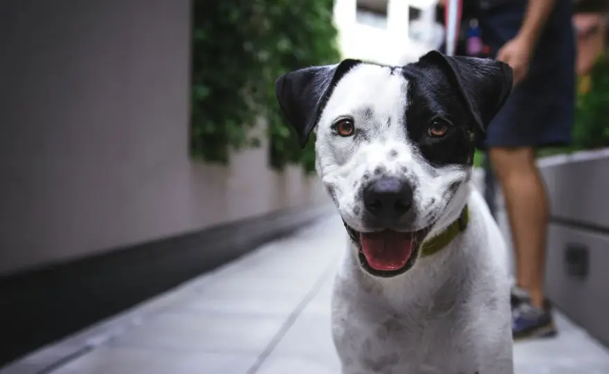VIP Pets: Jak wybrać idealnego pieska? Poradnik dla rodziców