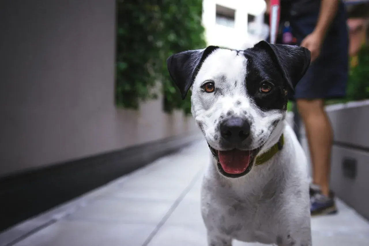 VIP Pets: Jak wybrać idealnego pieska? Poradnik dla rodziców