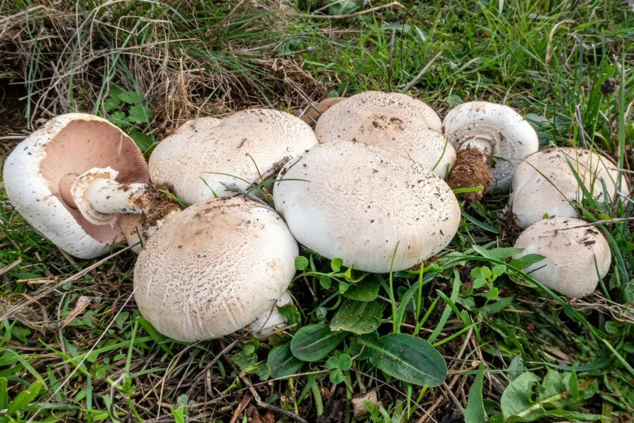 grzyby leśne i pieczarki r&oacute;żnice